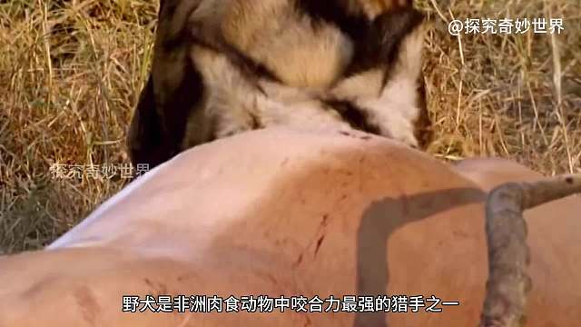 非洲野犬捕食黑斑羚，不一招致命，直接生吞活剥，手段残忍至极