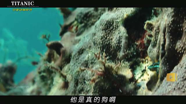 动物伪装者 这是塑料玩具吗