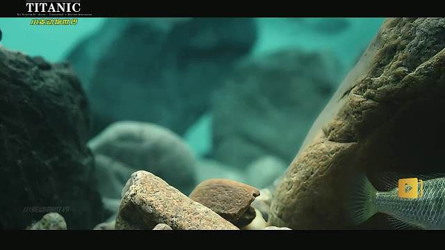 邪恶的鱼 满是皱纹，脾气暴躁