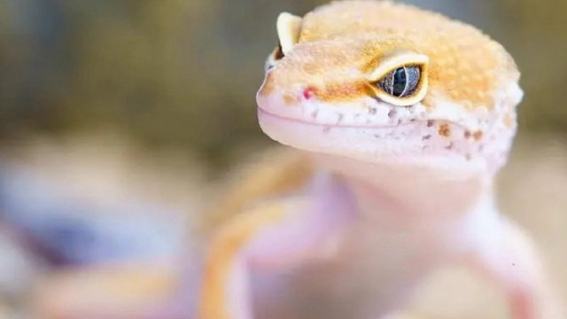 壁虎：藏在你家某个角落，会飞檐走壁的小龙。