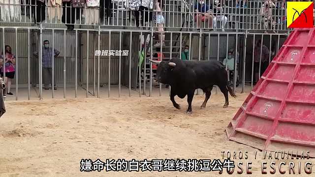狂暴公牛，谁的胆子最大能摸到最多次牛头，奖金十万美刀