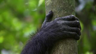 森林里的生存智慧，黑猩猩军团如何围捕猴子