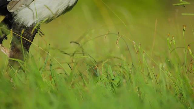 蛇鹫，不怎么常见到的猛禽