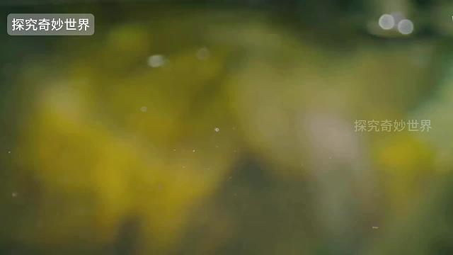 会潜水的蜥蜴和甲虫，自带便携式、可再生“氧气罐”，一次可潜水18分钟