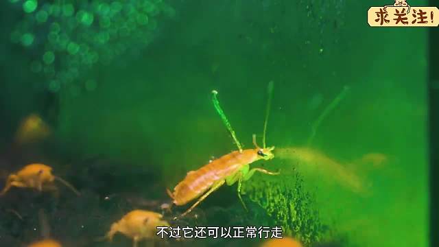 沉浸式养冬虫夏草菌，把虫草菌和蟑螂养在一起，可怕的事发生了