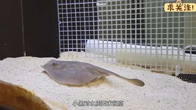 沉浸式养黄貂鱼，花2年养两条尾巴有毒的刺鳐鱼，怎么像养了条狗