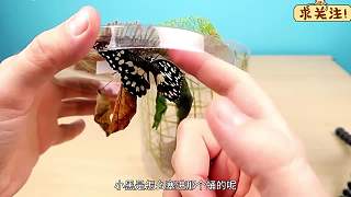 沉浸式养蝴蝶，用五只蝴蝶蛹打造一个蝴蝶花园，没想到这么好看？