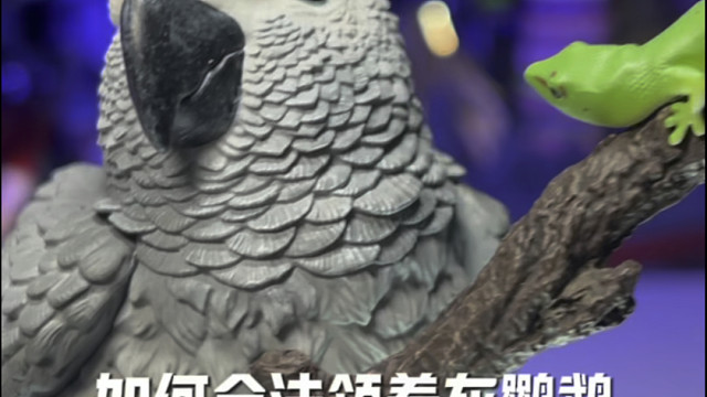 如何合法领养非洲灰鹦鹉