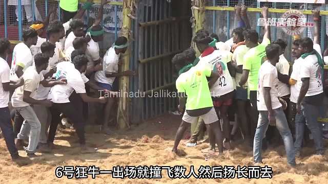 比西班牙斗牛危险十倍的降牛挑战，谁能降服狂牛，奖金百万。