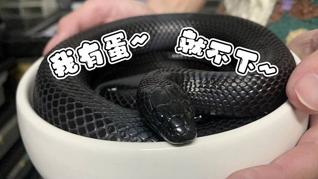 就离谱！我怀疑我家宠物蛇怀了一窝哪吒！