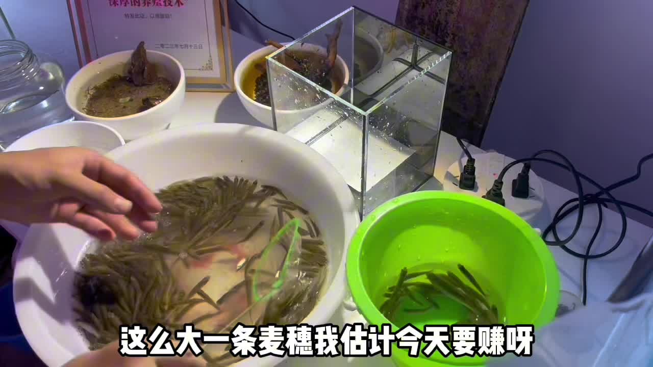 麦穗盲盒！！！