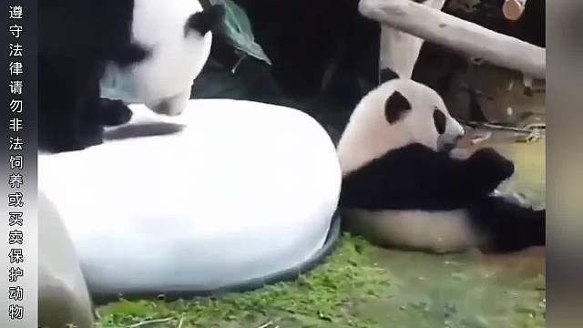 盘点那些动物们的缺德行为，是不是跟你好兄弟一个德行？