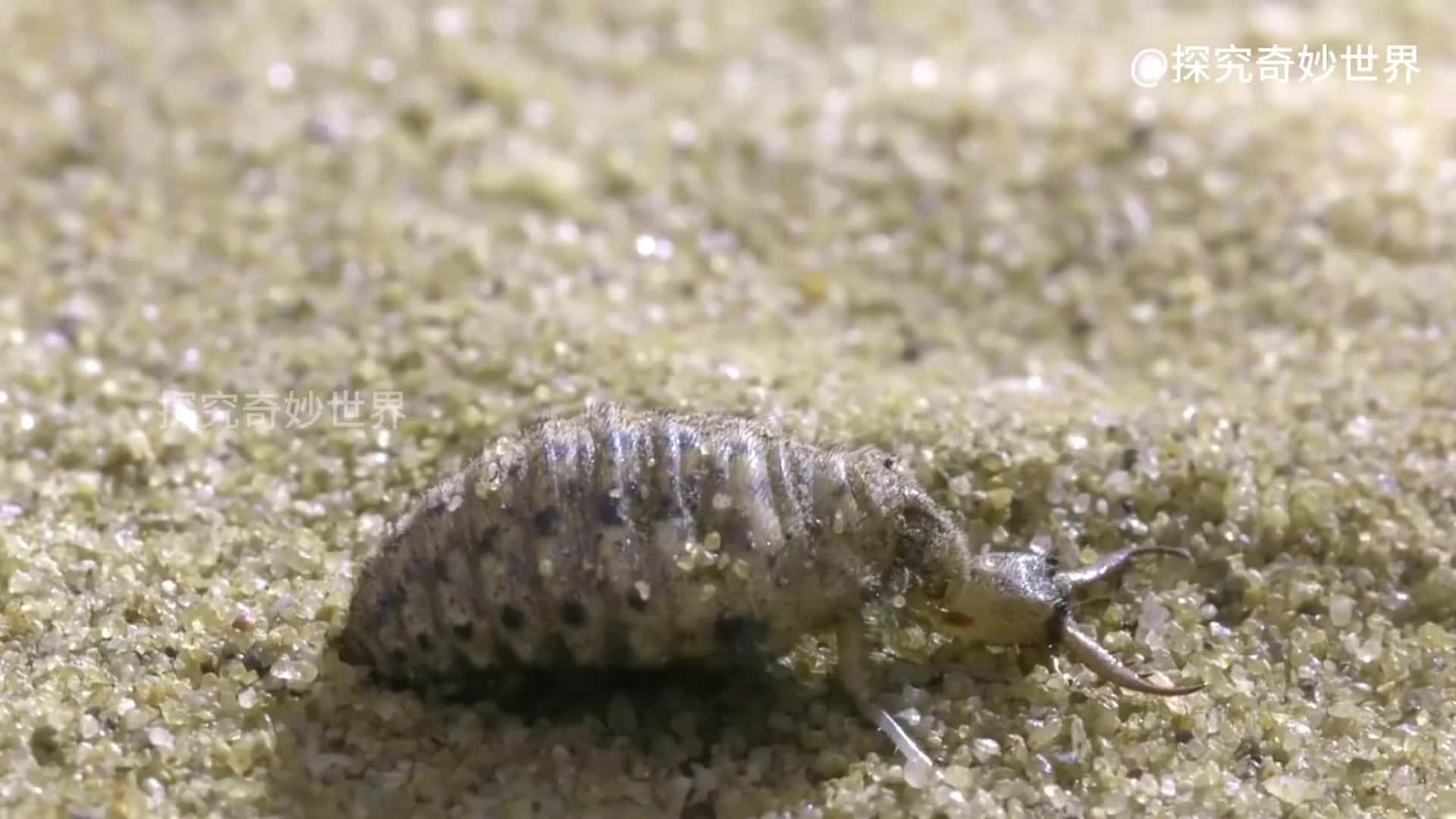 蚁狮，隐藏在沙坑中的地狱杀手，只进食，不排泄，只会倒着走