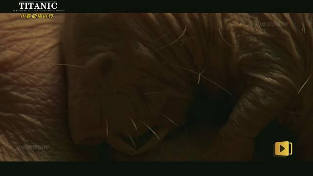 不穿衣服的，奇怪的哺乳动物