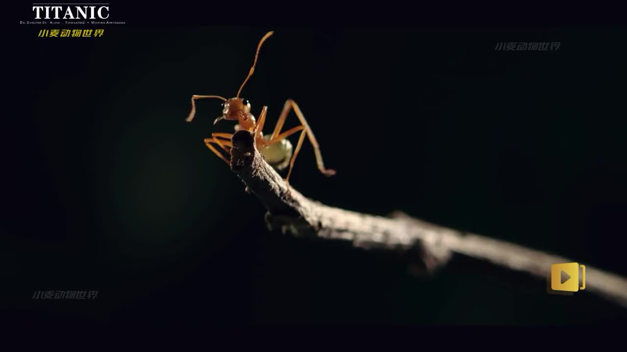 动物世界的侵略、统治、欺凌