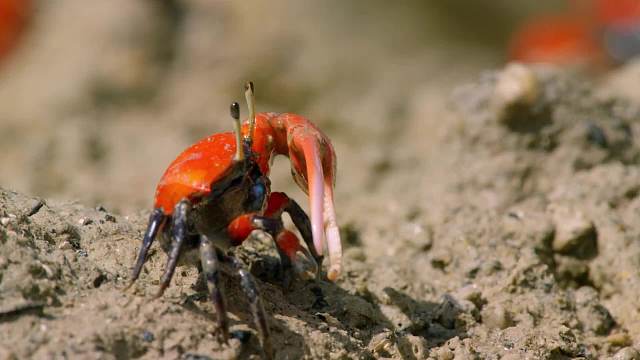 有趣的海滩招潮蟹