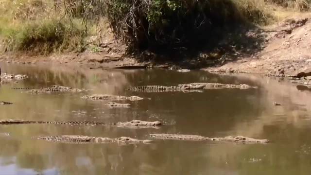 干渴的挑战：角马与鳄鱼的生死较量