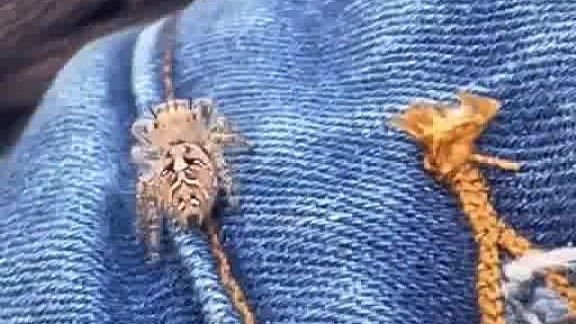 蜘蛛打野确实厉害