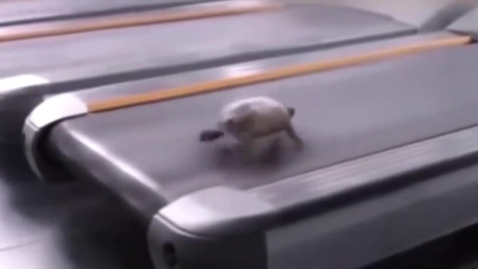 想象中不一样的动物，没想到乌龟能跑这么快