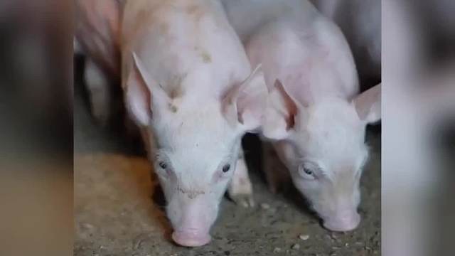 只因养猪小姐姐的一条变装视频，无数网友居然愿意过去当猪