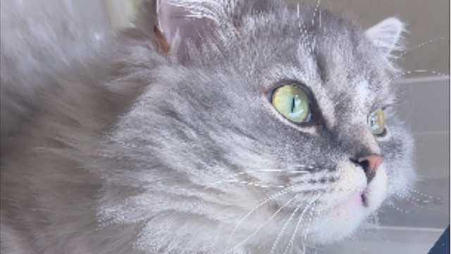 当你画画的时候旁边有只小猫是什么体验