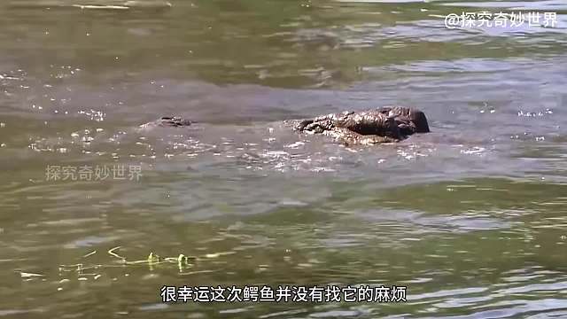 河中霸主尼罗鳄捕杀狮子和黑斑羚，甚至连大象也不放过，多少有点不自量力了