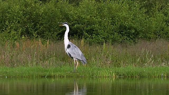 鸟中渔夫鹗，高超的俯冲捕鱼能手