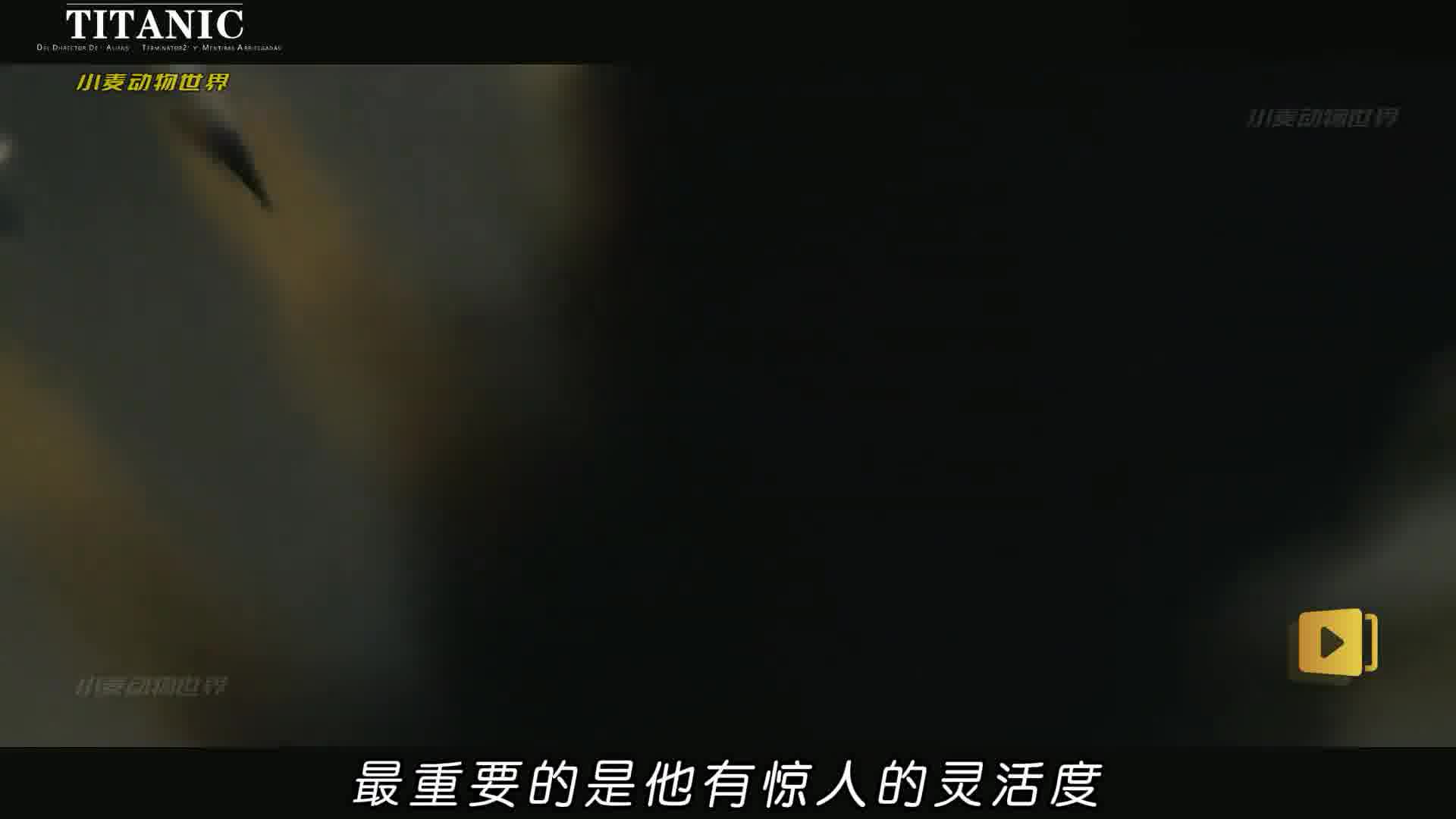 小动物狠角色