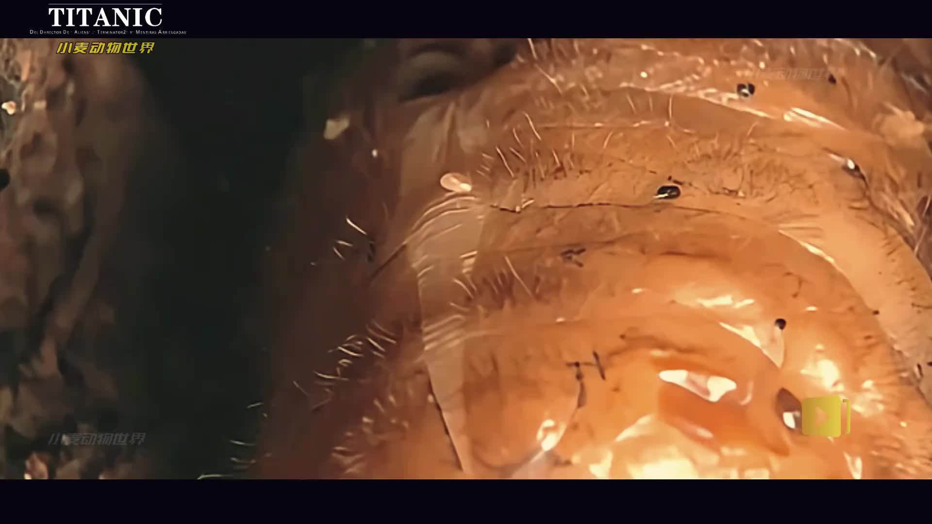 蜘蛛讨厌什么口味的食物