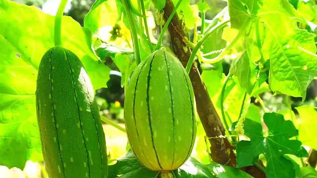 大学生的挂科理由有多离谱，农林专业的同学表示：谁偷吃了我的红薯