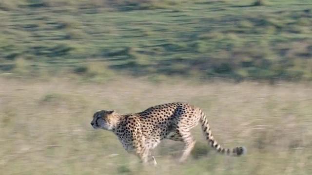 猎豹一家遭遇三只公猎豹，母亲奋力抵抗，但是没有效果，奇迹出现