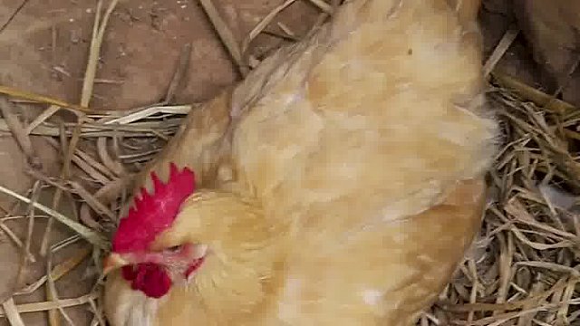 哈哈哈哈我的乡村生活