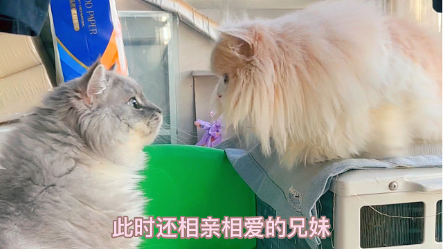 兄友妹恭的日常（假的）