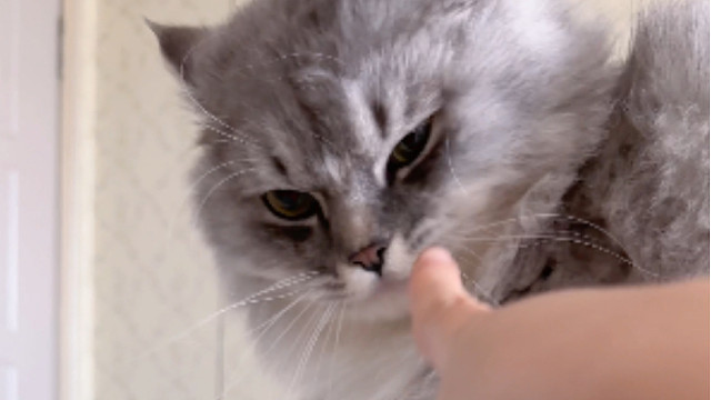 我在外面到处说你乖的不行没想到你背地里是这种猫