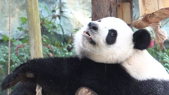 超爱看下雨的猫猫，奶爸怎么叫都不回去