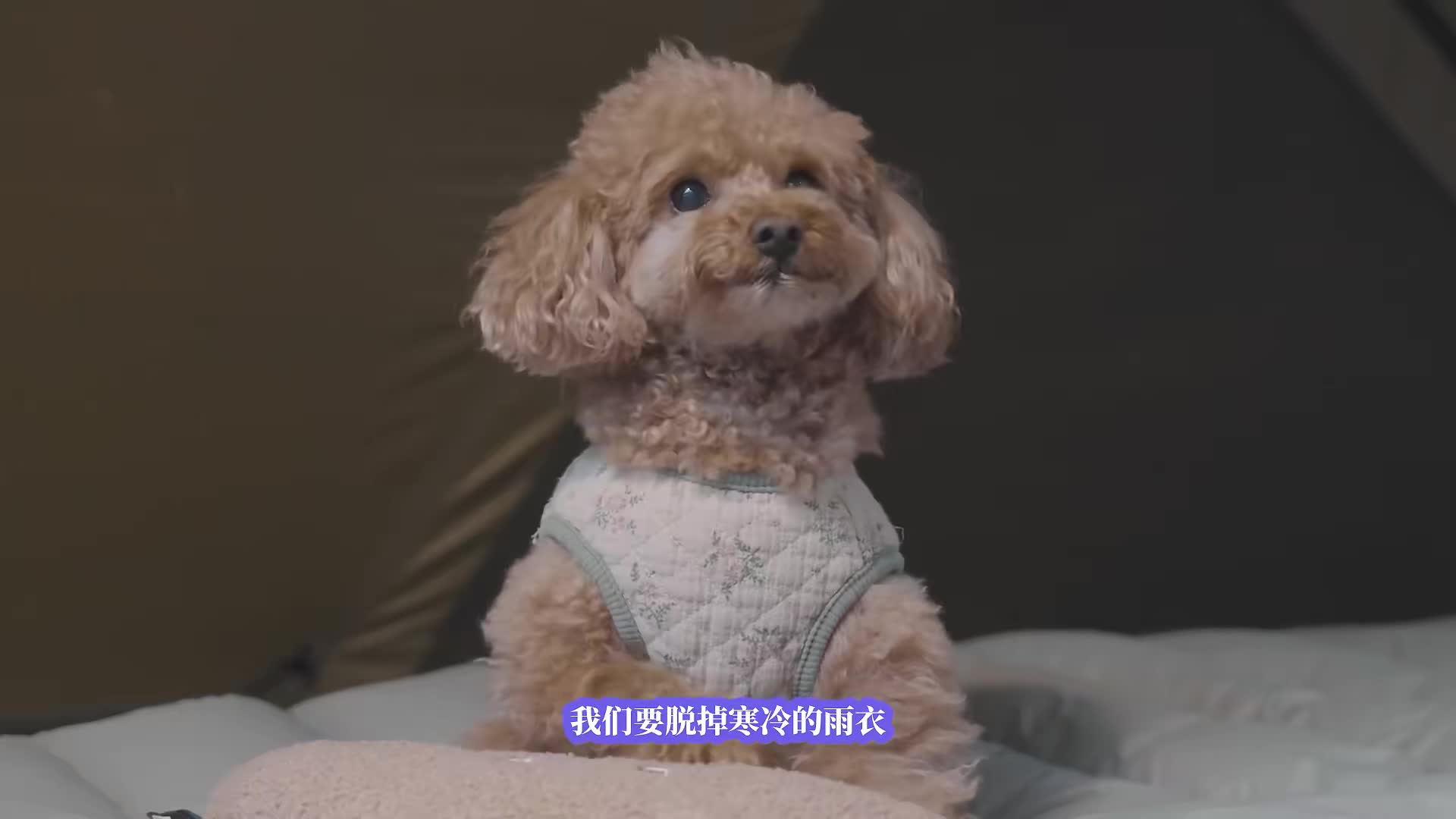 在雨不停的树林里和小狗温馨野营，春雨中野营！雨天助眠.雨声.柳营地