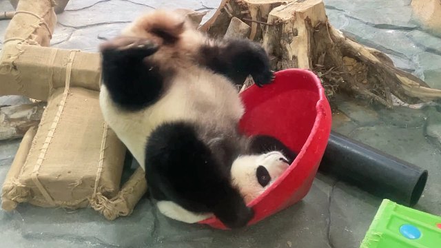 别干看着了，进来看我整活