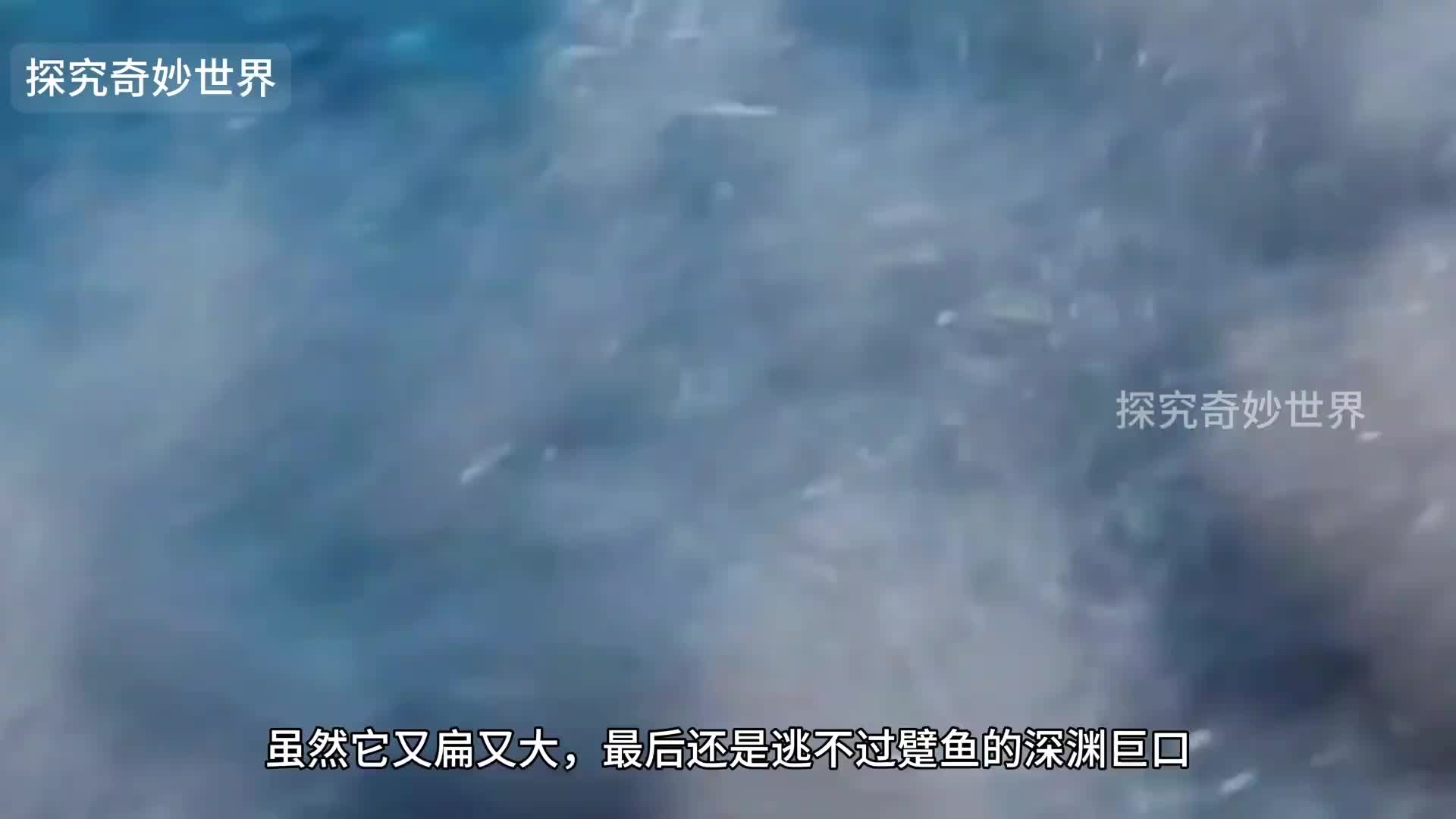 有鳍却不会游泳，偏喜欢走路的躄鱼，是个名副其实的拟态攻击大师