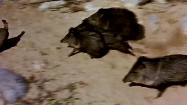 70年前的动物纪录片，西貒围攻山猫