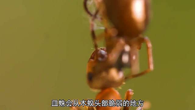 狡猾的蜘蛛猎手