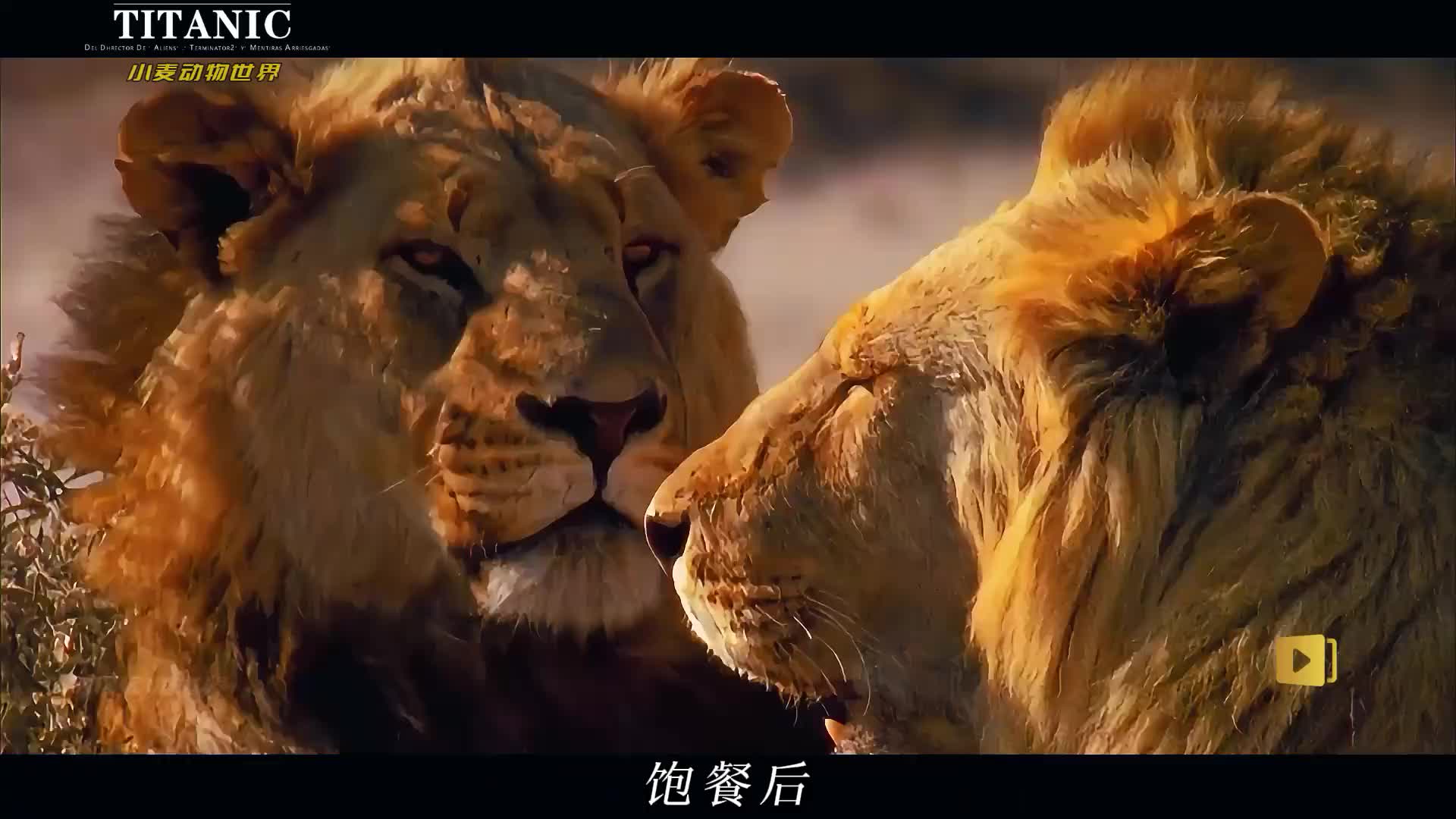 动物的懒惰生活