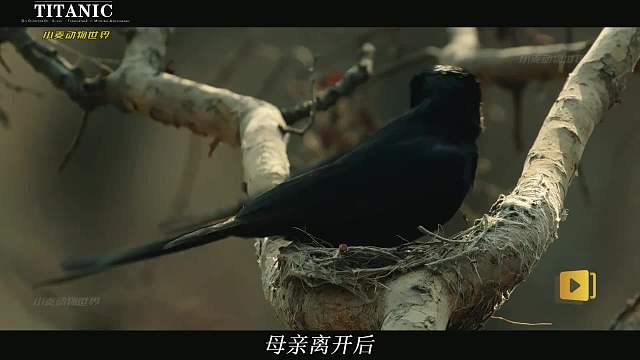 失去子女，错爱恶魔