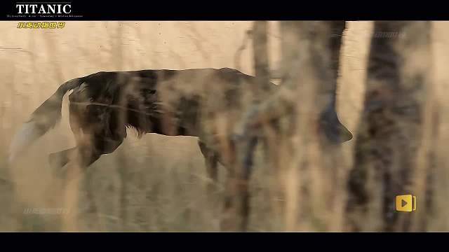 无奈的时候也要舍弃后代