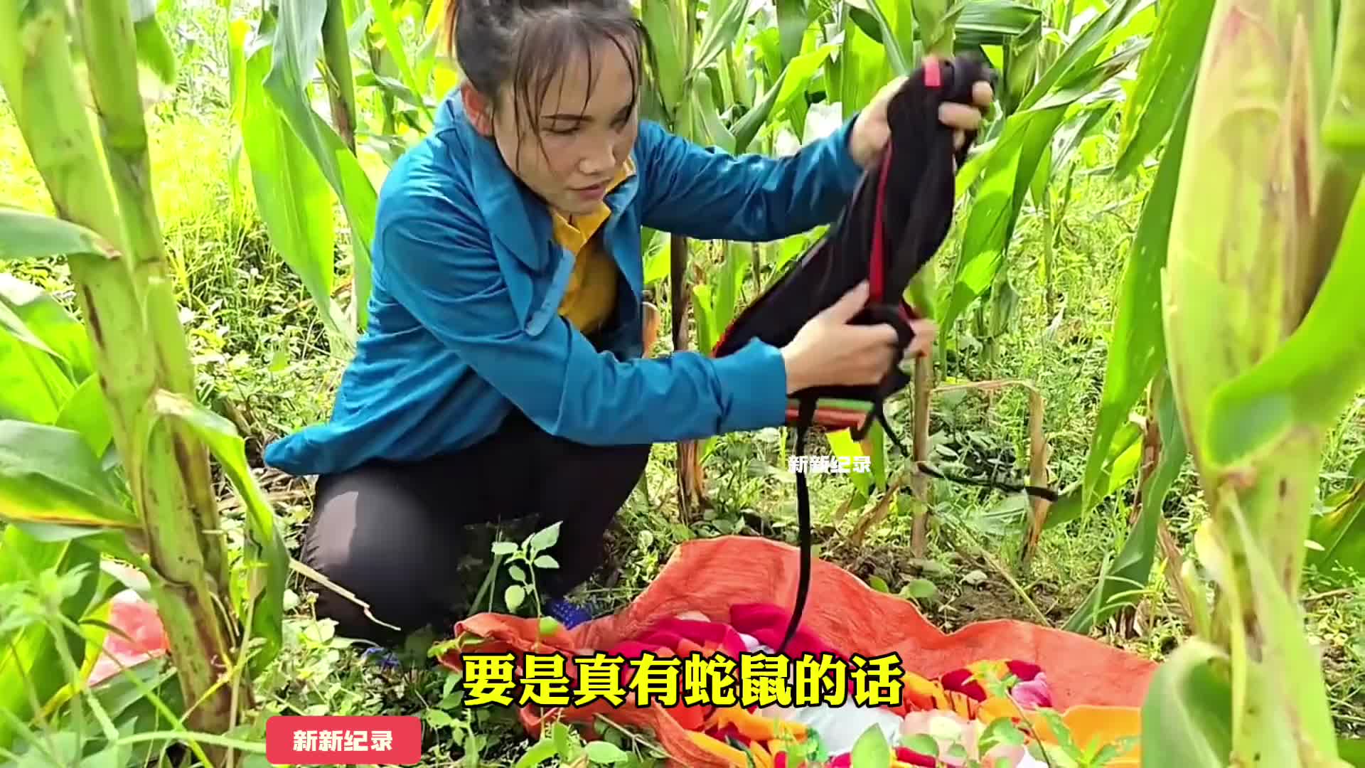 阿萍最新进展，她把宝宝放到地上，自己去摘了半天玉米 #野外生存 #国外生活 #单亲妈妈