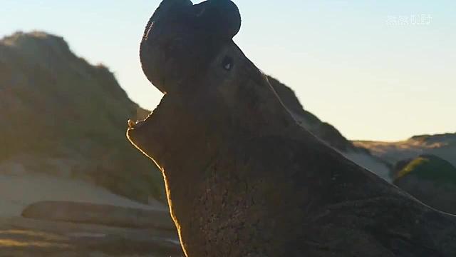 小海象惨遭两吨重公海象碾压