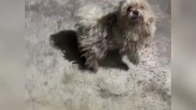 灵魂一旦被爱，血肉就会疯狂生长……