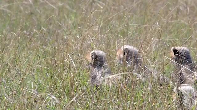 母爱是世间最强大的力量，猎豹也不例外，保护孩子可以豁出性命