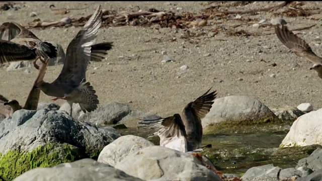 猫家族之短尾猫，在资源面前，选择和努力是同样的重要