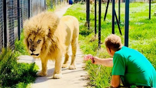 白狮“奇魄”：没有什么是一个鸡腿解决不了的！