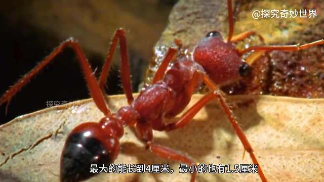 全世界最危险的蚂蚁——斗牛犬蚁，拥有锋利的下颚和毒刺，体型巨大，团结起来无惧食蚁兽